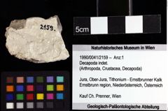 Foto (Objket + Etiketten) von Decapoda indet. 